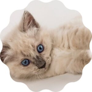 Thème Animaux